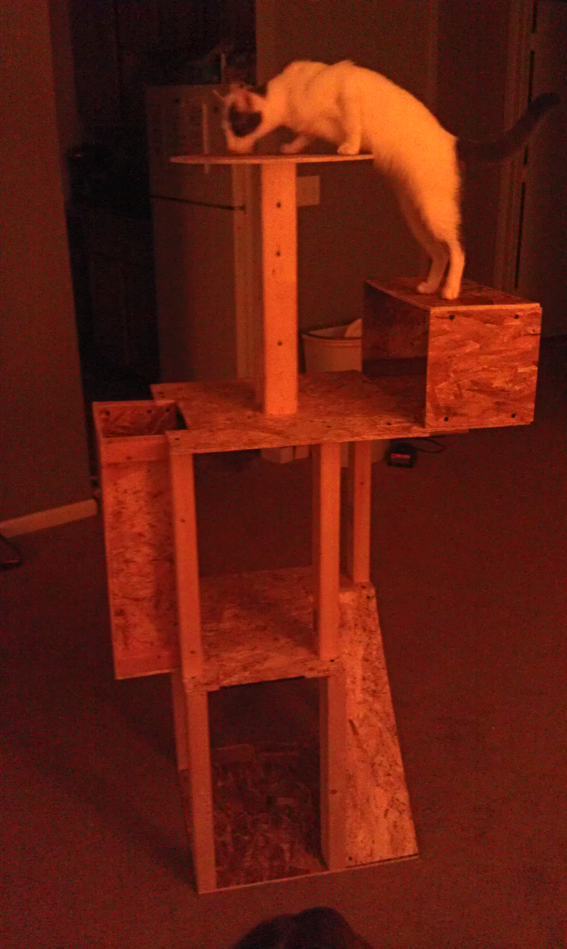 Captain checking out new cat tower