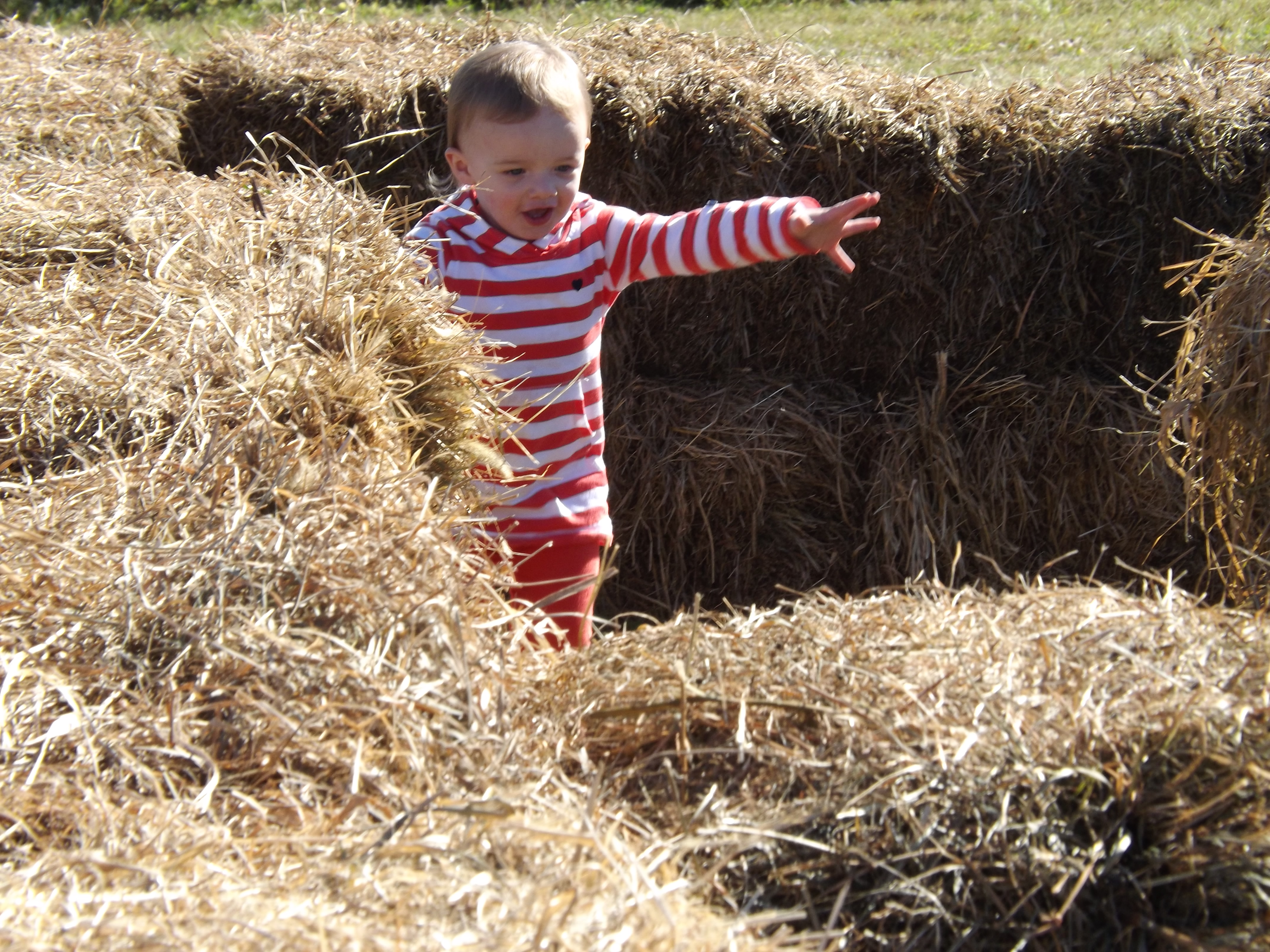 pumpkin picking 2014