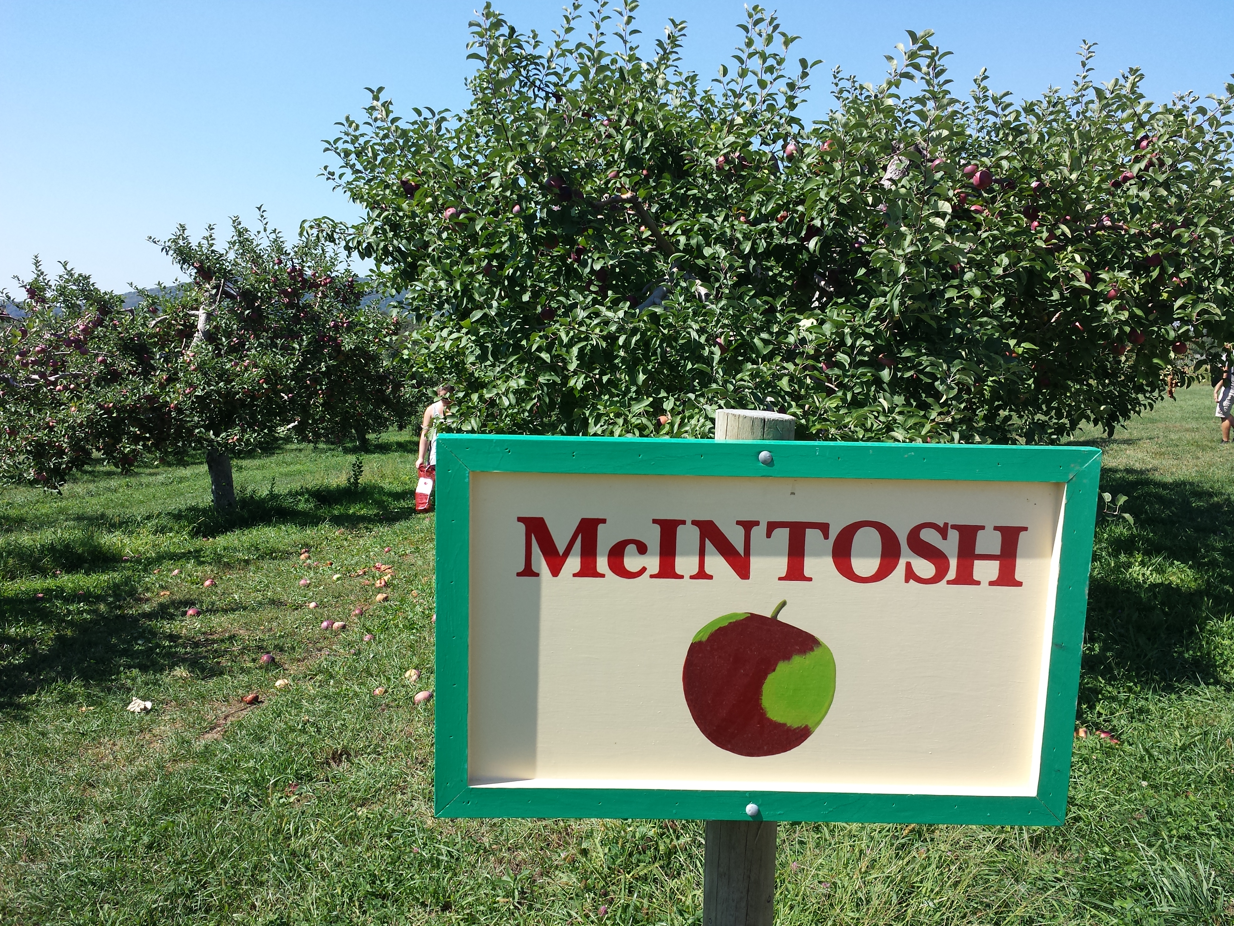 Apple Picking at Fishkill Farms 2015