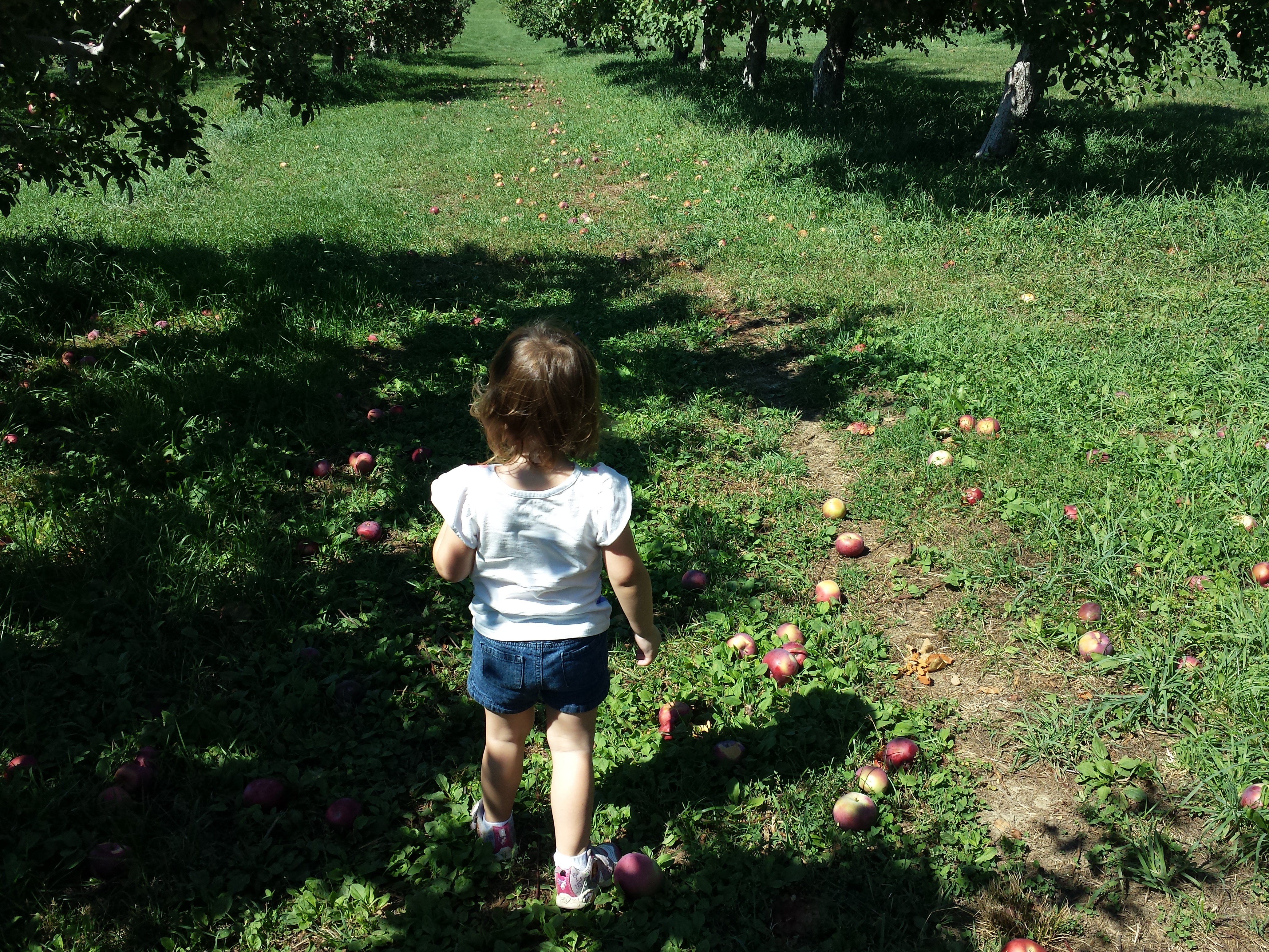 Apple Picking at Fishkill Farms 2015