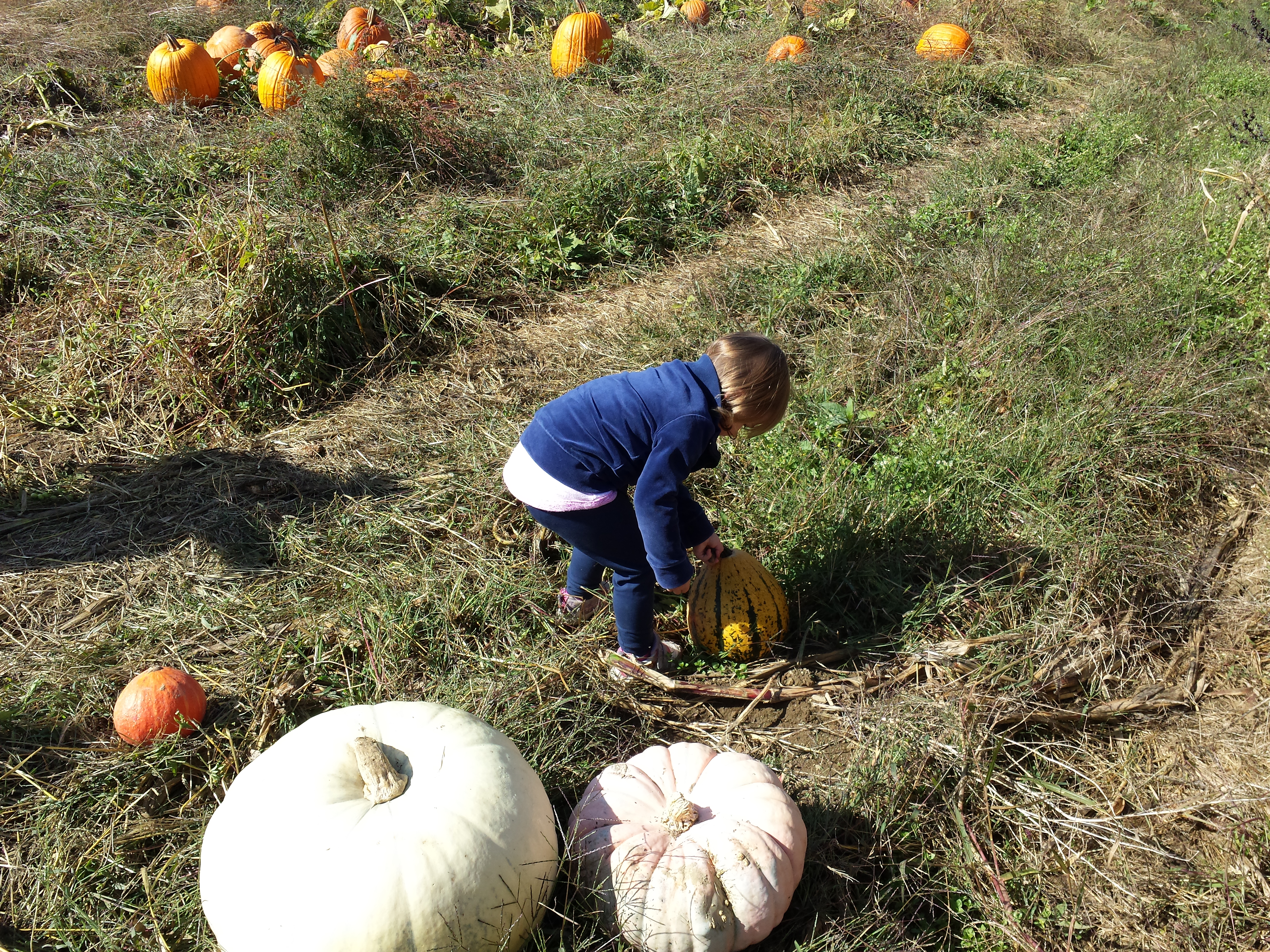 Pumpkin picking 2015