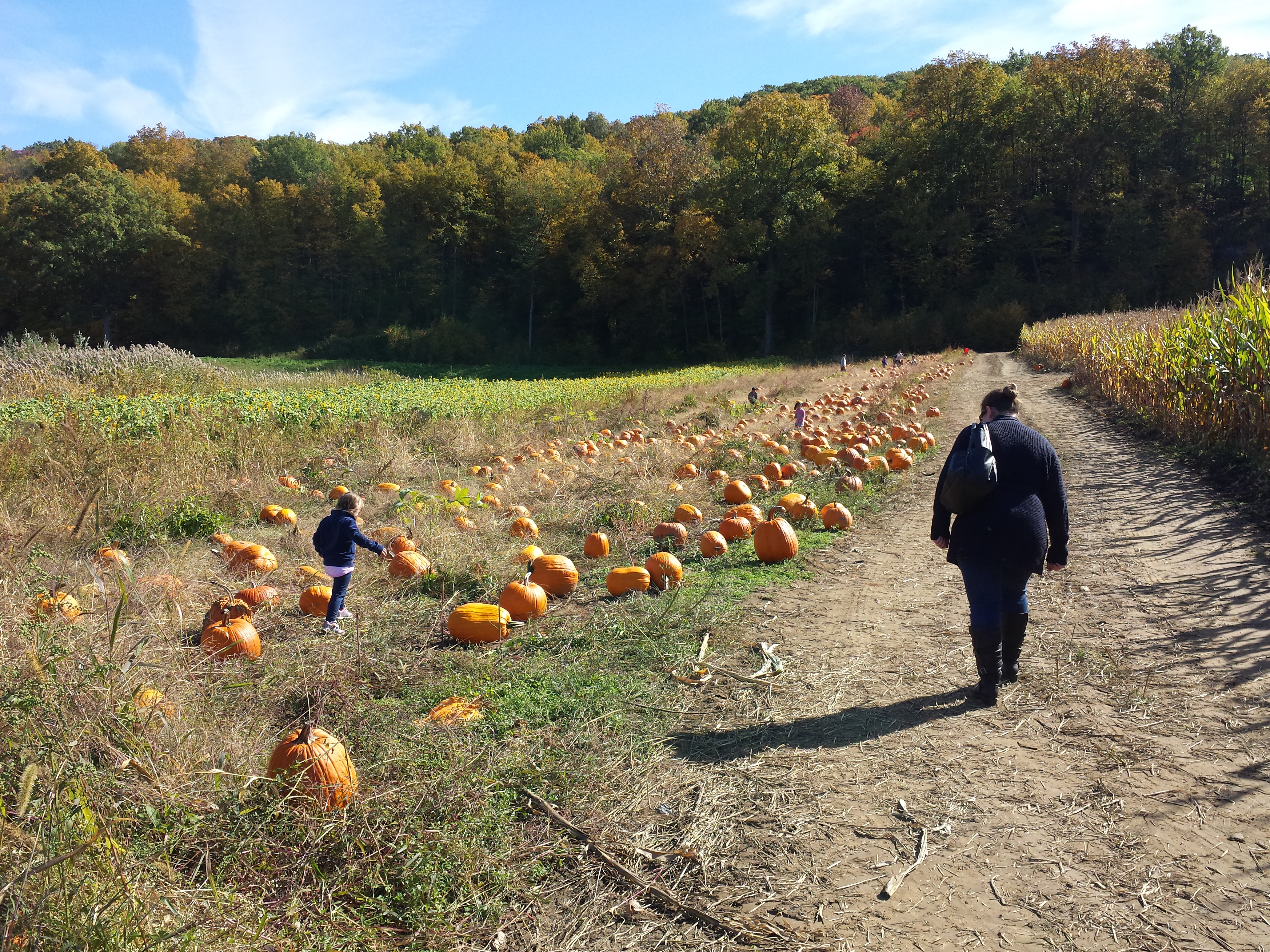 Pumpkin picking 2015