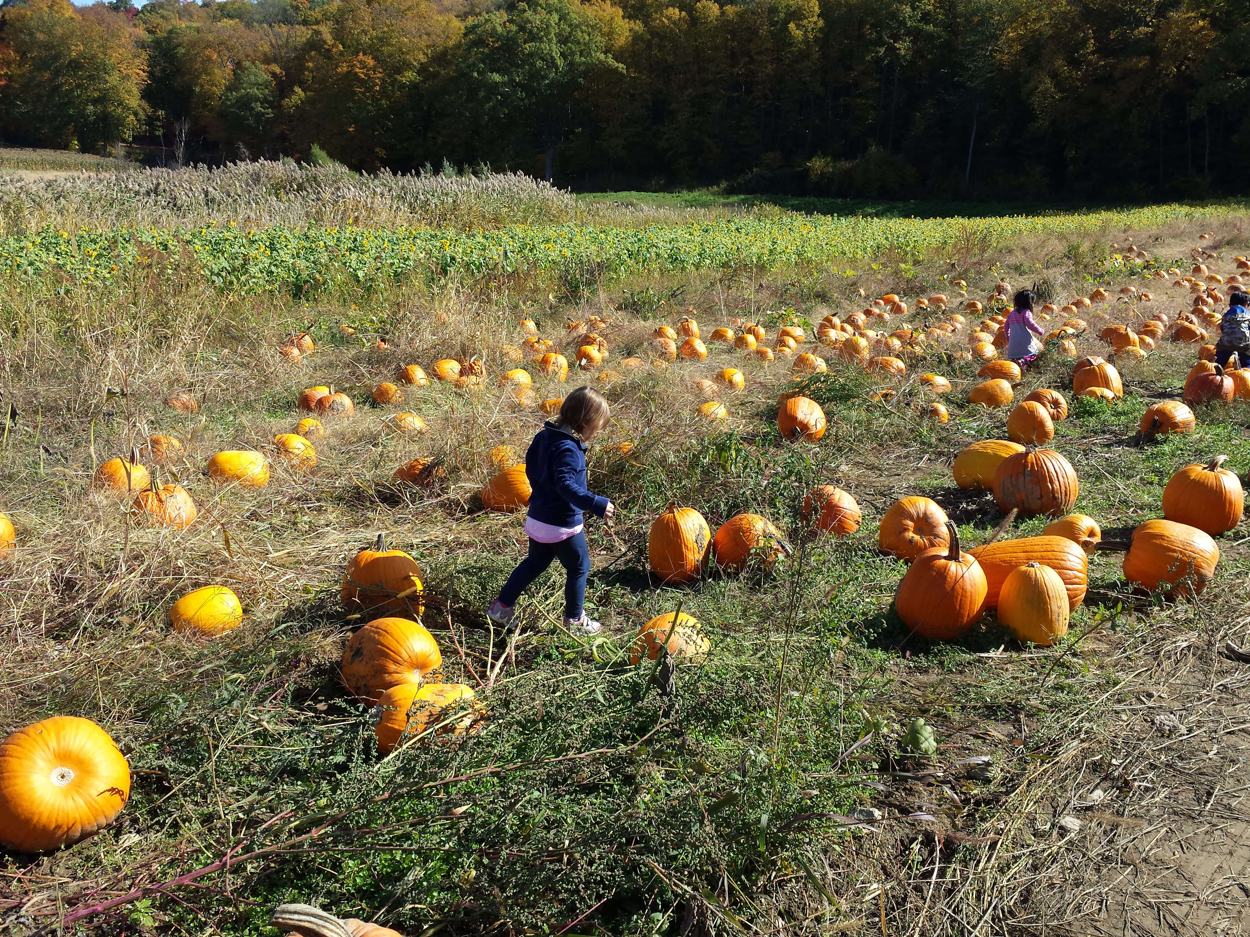 Pumpkin picking 2015