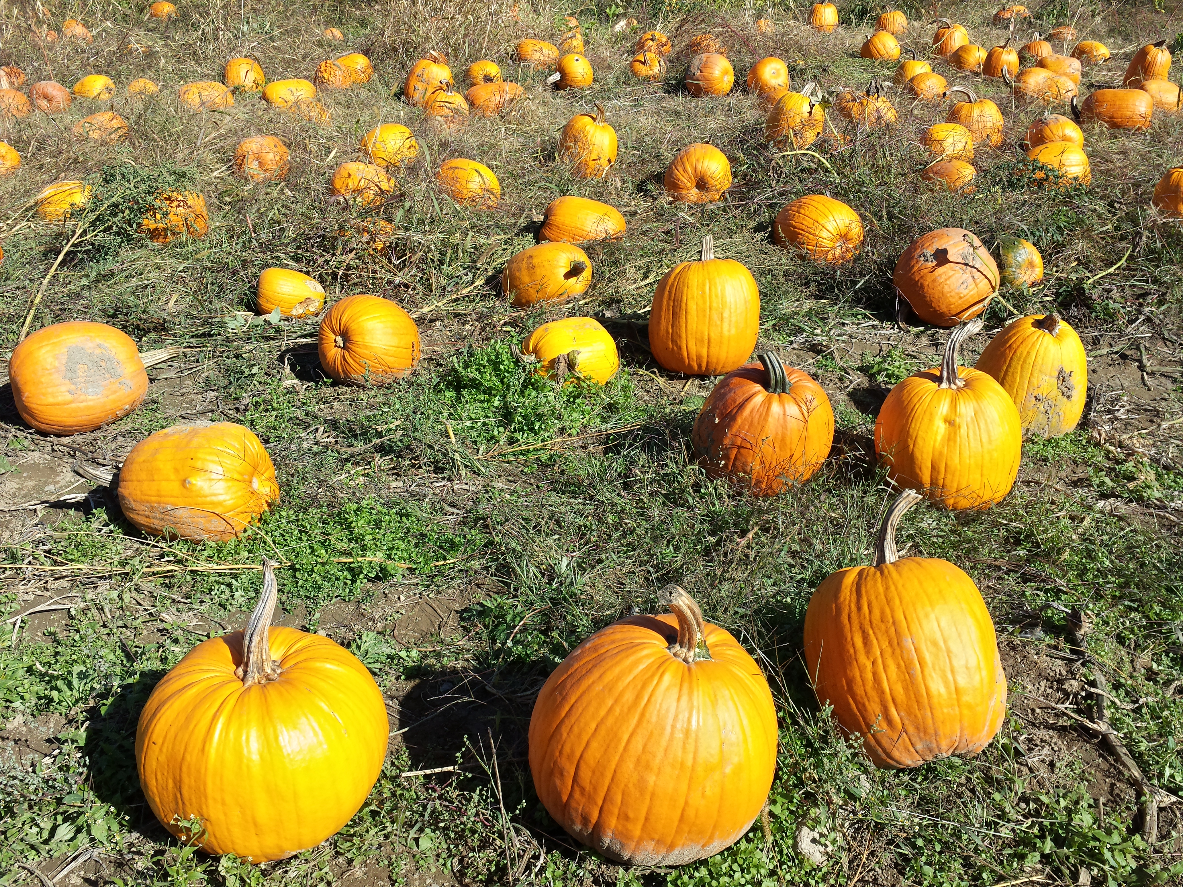 Pumpkin picking 2015