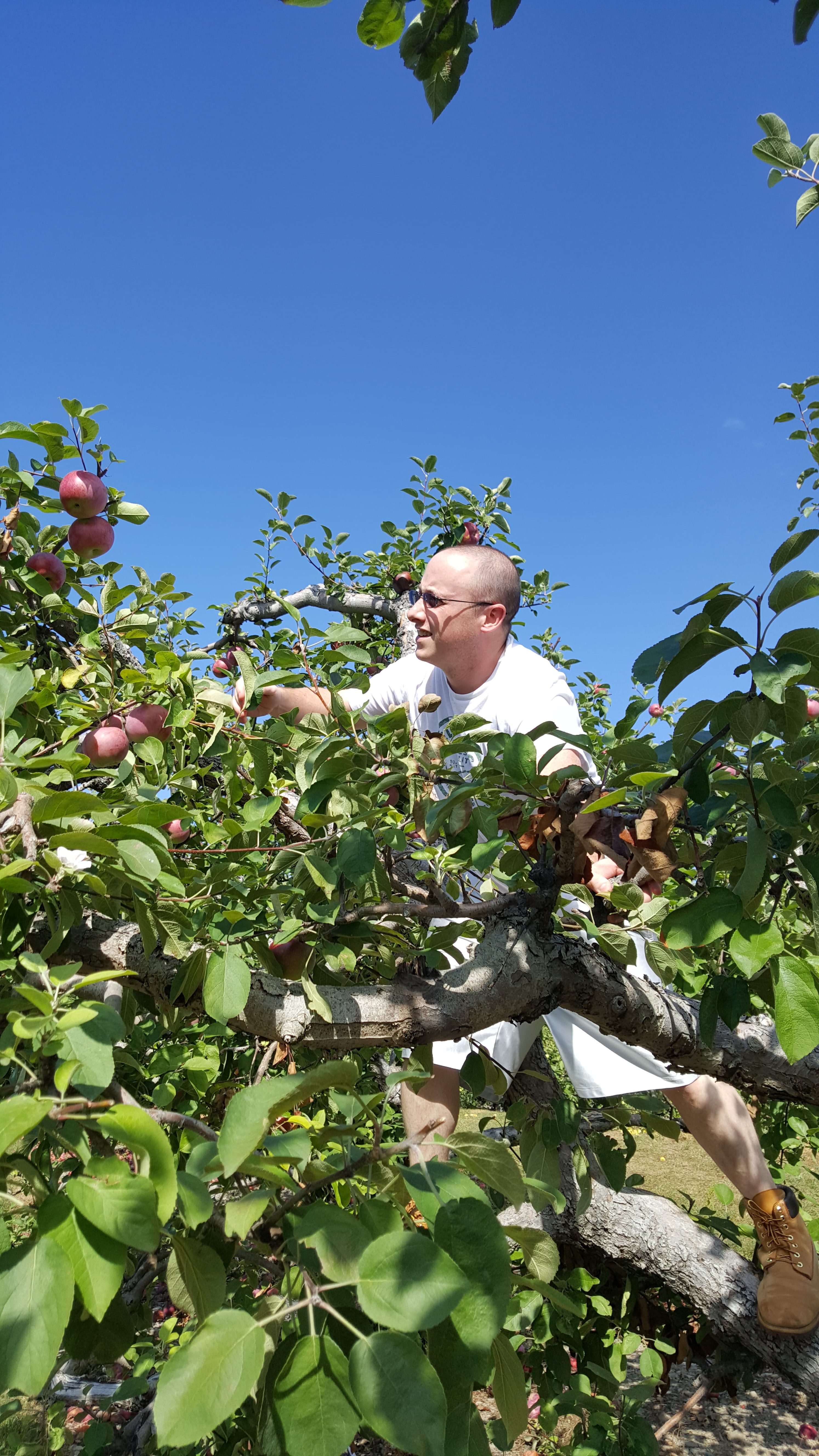 Apple Picking 2016