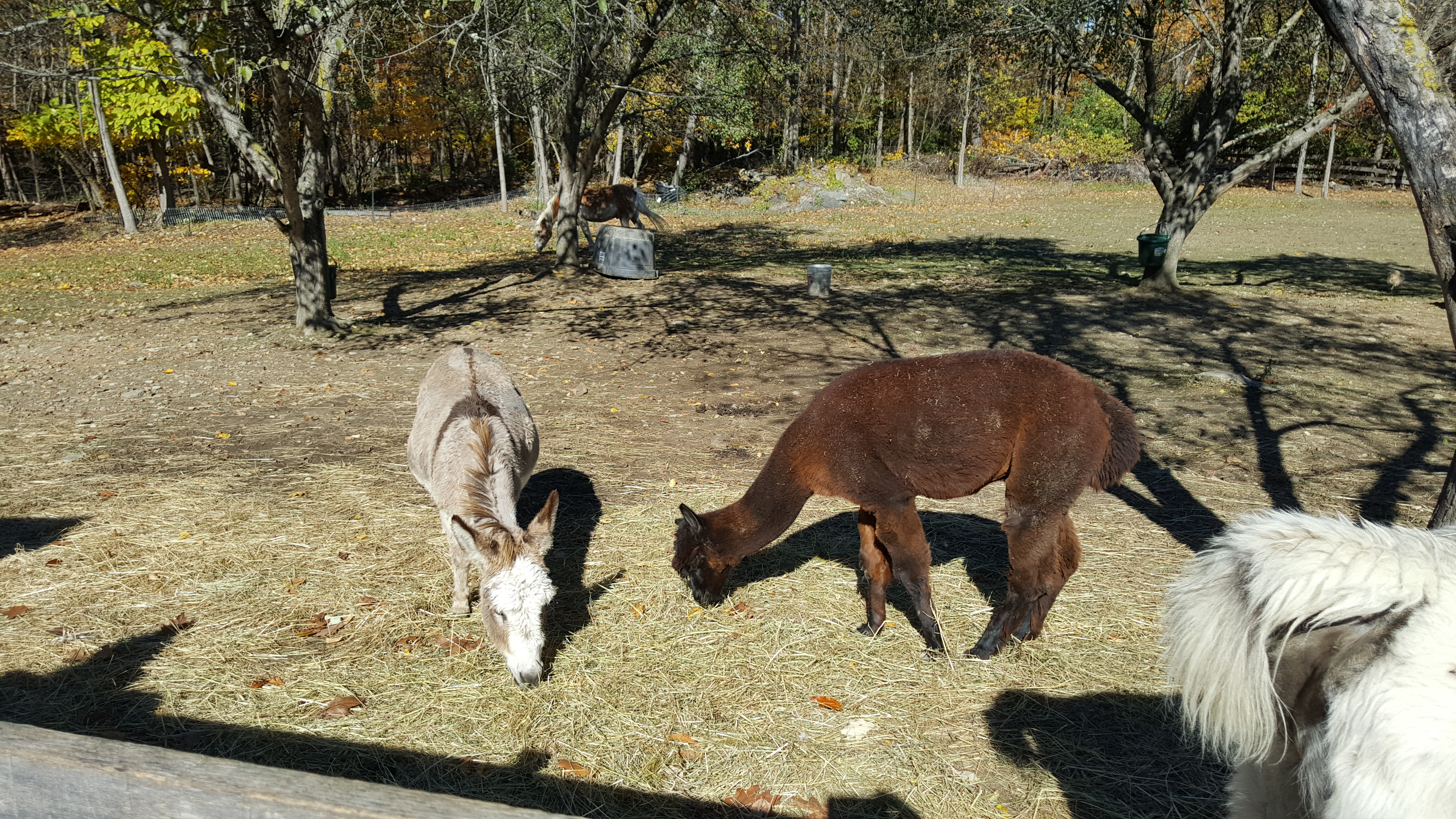 Dubois Farms